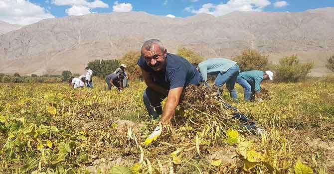 'Komünist Başkan' Maçoğlu öncülüğünde ürün hasadı başladı