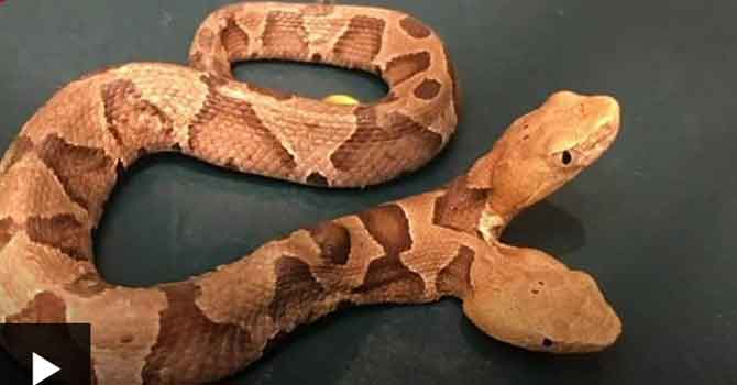 Çift başlı yılan koruma altına alındı