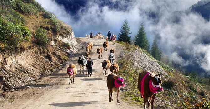 Karadeniz'de yaylacıların göçü başladı