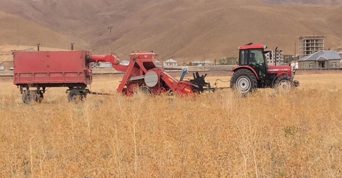 Yüksekova'da Aspir Hasadına Başlandı