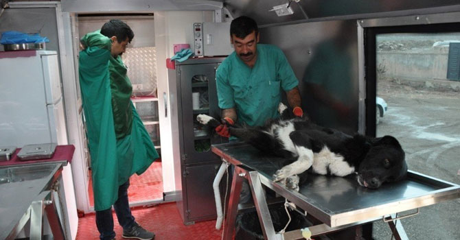Yüksekova’da köpekler kısırlaştırılıyor