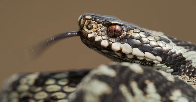 İsrail ve Filistin arasında "milli yılan" tartışması