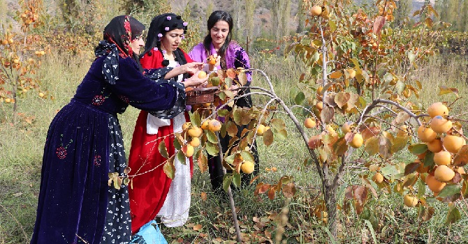 Çukurca'da Yetiştirilen Trabzon Hurmasının Hasadına Başlandı
