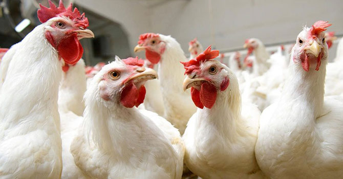 Marmara ve Ege'de toplam 870 beyaz et üreticisi kepenk kapattı