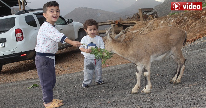 Çukurca'da Köye İnen Dağ Keçilerine İlgi