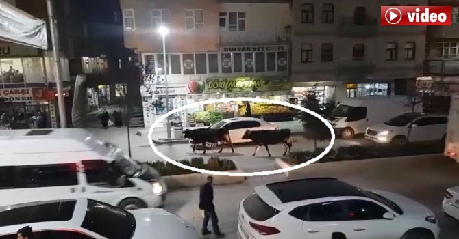 Hakkari'de başıboş inekler yine sahada!