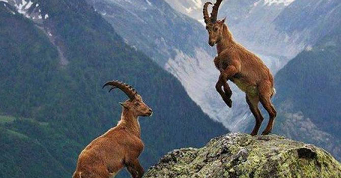 Tunceli’de “avcılığa hayır” kampanyası