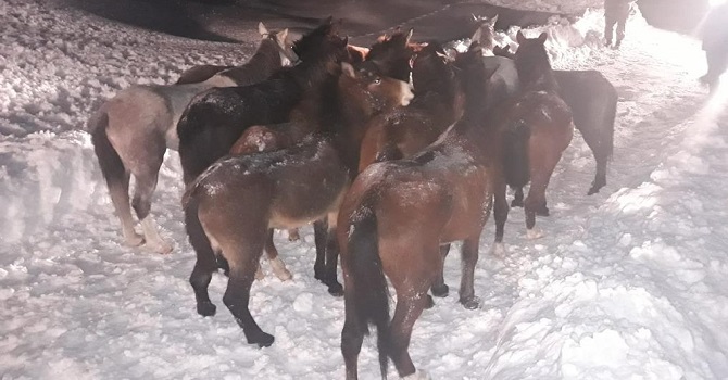 Hakkari'de mahsur kalan 14 at kurtarıldı
