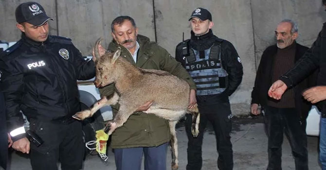 Hakkari'de çığ altında kalan dağ keçisinin bacakları kırıldı