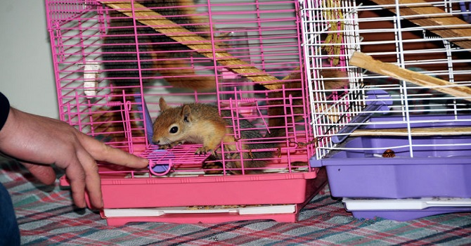 Yüksekova'da Bulduğu Yavru Sincaplara Sahip Çıktı