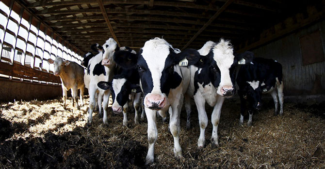 'Gebe kalması planlanan 15 bin ineği kesime gönderdiler'