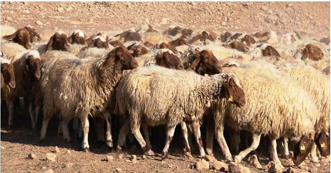 Yüksekova'da Ahıa Giren Kurtlar, 30 Küçükbaşı Telef Etti