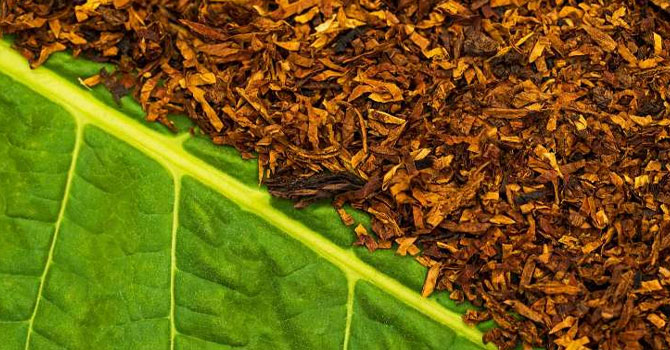 İthal tütüne vergi sıfırlandı