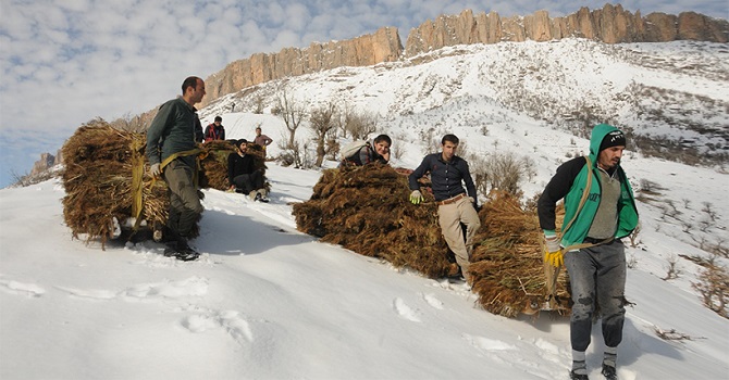 Derecikte Yazın Biçiyorlar, Kışın Kızaklarla Taşıyorlar