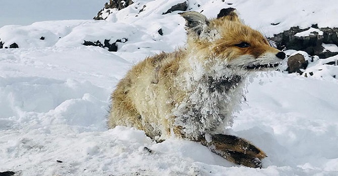 Tilki soğuktan dondu