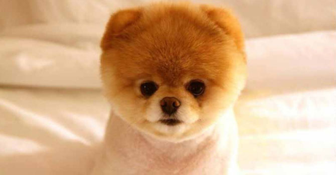 'Dünyanın en sevimli köpeği' öldü