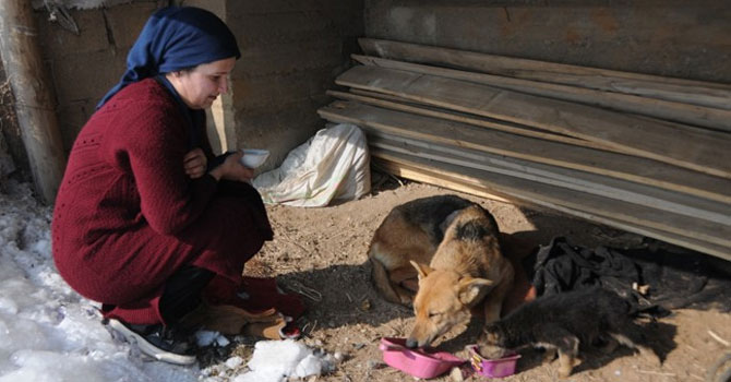 Yüksekova'da yaralı köpek ve yavrusuna vatandaş sahip çıktı