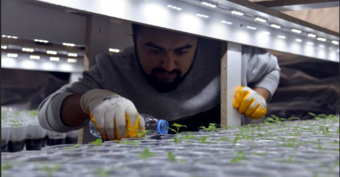 Sebze fiyatları artınca, evinin salonunda yetiştiriciliğe başladı