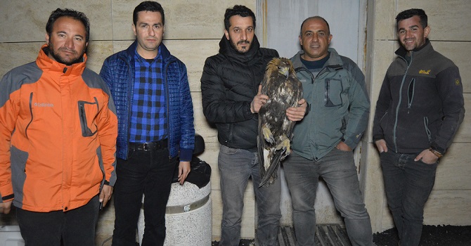 Hakkari'de yaralı Kartalın İmdadına Karla Mücadele Ekibi Yetişti