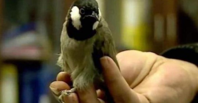 Avusturya Iraklı bülbülü sınırdışı etti