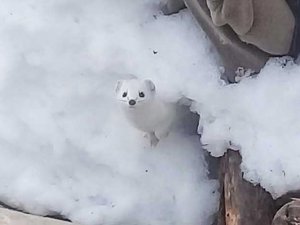 Ender rastlanan 'beyaz gelincik' Tunceli'de görüntülendi