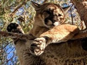 Ağaçta mahsur kalan dağ aslanını itfaiyeciler kurtardı