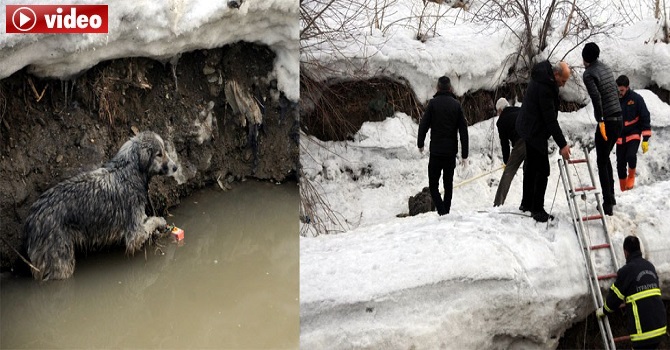 Yüksekova Deresinde mahsur kalan köpek kurtarıldı