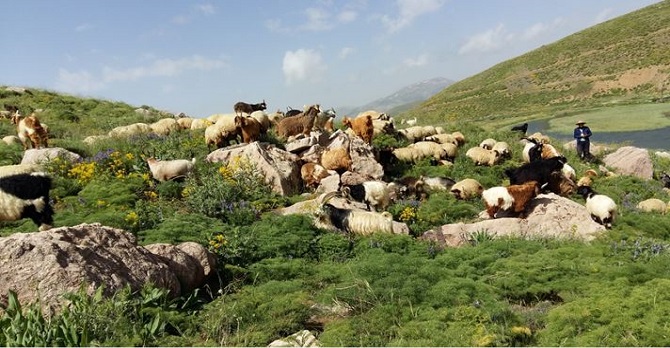 Ülkeyi Bitirme fabrikası Abdurrahman Aşkan yazdı...