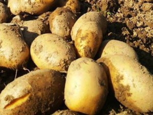 Patates ithalatında gümrük vergisi sıfırlandı