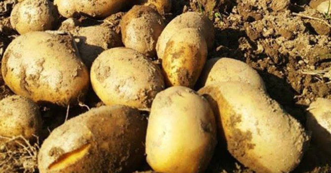 İthal patatesi Bakan’ın firması mı getirecek?