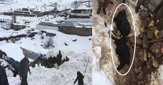 Çukurca'da ahırların üzerine çığ düştü; 50 hayvan telef oldu