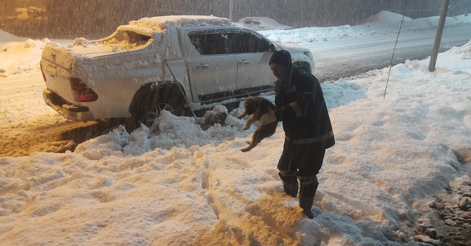 Hakkari’de donmak üzere olan yavru köpek kurtarıldı