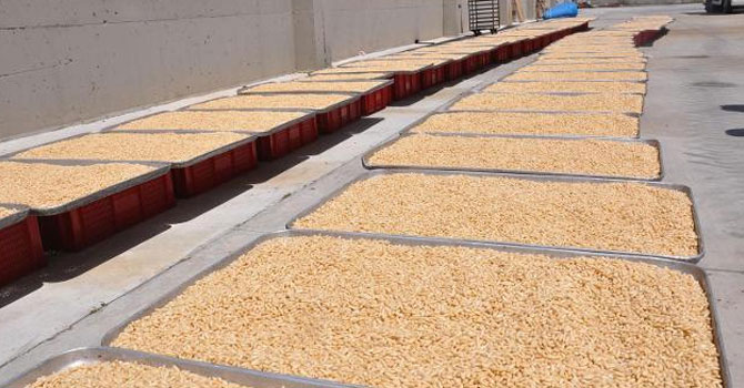 Kilosu altınla yarışıyor... Toplamak için 40 metre yükseklikte çalışıyorlar