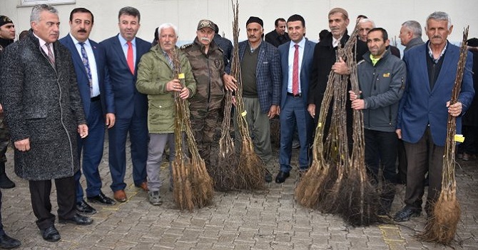 Hakkari'de Çiftçilere ceviz fidanı desteği