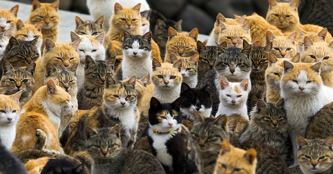 Trafolarda kedi önlemi