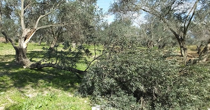 Fırtına ağaçları yerinden söktü!