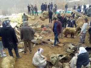 Çatak’ta ahır çöktü, 360 küçükbaş telef oldu