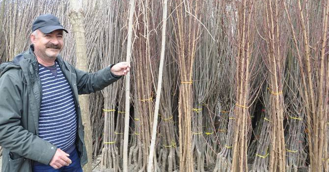 Yüksekova’da fidan satışları başladı