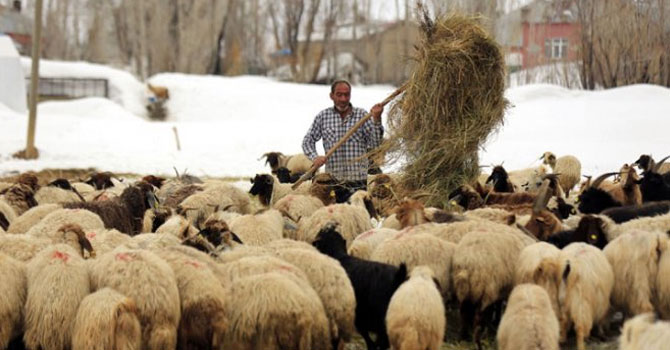 Uzun kış Yüksekovalı besicileri mağdur etti