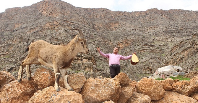 Hakkari'de Dağ keçisi, klipte oynadı
