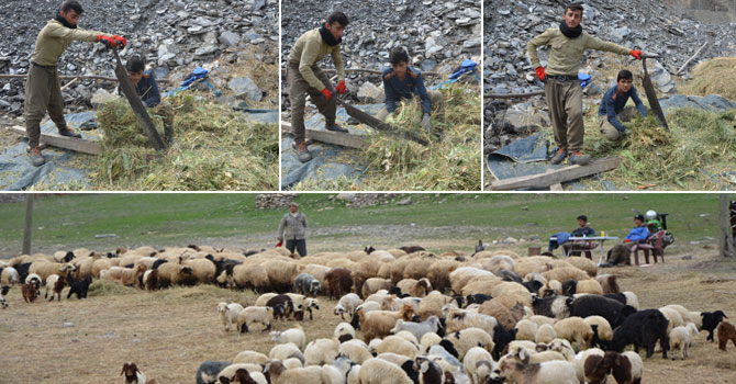 Hakkari’de besicilerin yüzü gülmüyor