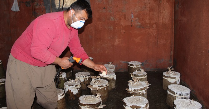 Çukurcalı Çiftçi, Evinde İstiridye Mantarı Yetiştiriyor ÖZEL