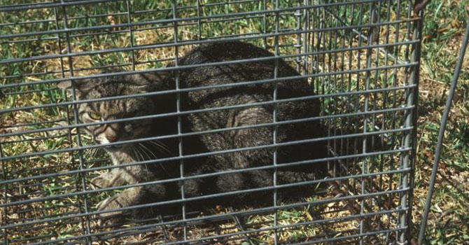 İki milyon kediyi öldürmek için havadan zehirli sosis atılıyor
