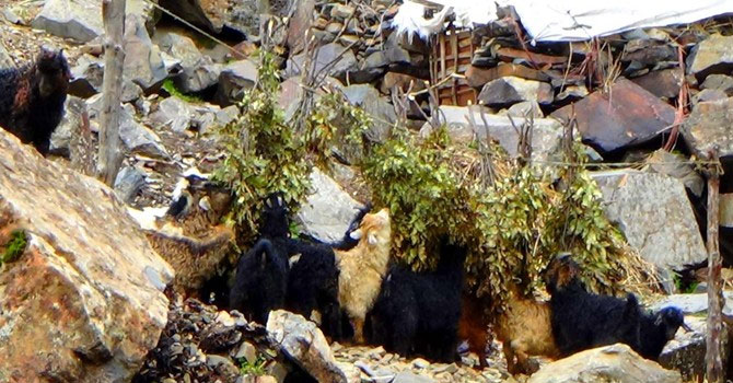 Besiciler oğlakları meşe dallarıyla besliyor