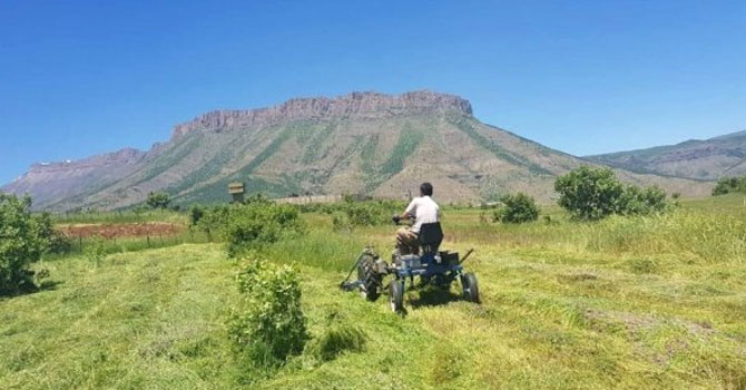 Derecik'te ot biçme  sezonu başladı