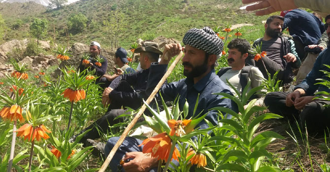 Hakkari'de doğaseverlerin 'Ters Lale' buluşması