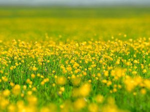 Yüksekova baharda sarıya büründü