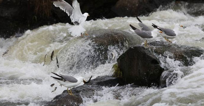 İnci kefalinin göçü başladı