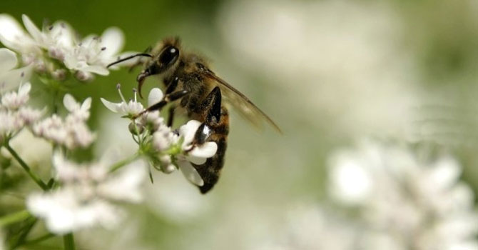 Doğanın küçük canlılarını fotoğrafladı