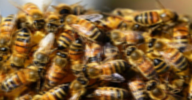 Tunceli'de arı dehşeti: 1 ölü, 3 yaralı